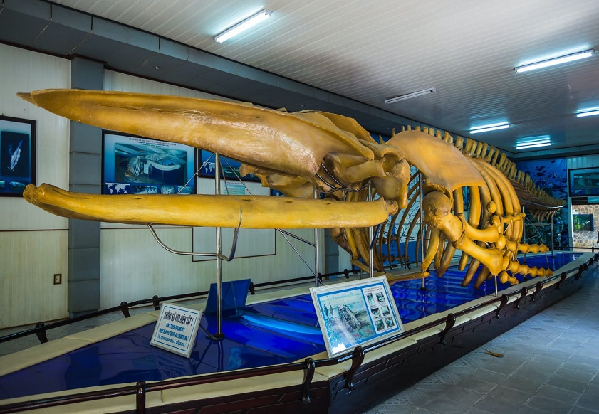 One of the best things to do in Nha Trang is learning about the ocean world at this museum (Source: Collected)

